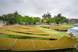 Close-up of solar dryers lined up in a rural farm setting with fresh produce inside.