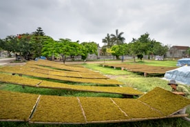 Rural women carefully placing fresh produce into solar dryers under bright sunlight
