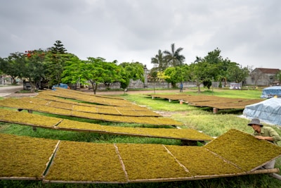 Sunlit farm field with fresh spices drying naturally under the open sky.