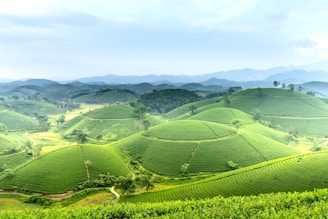 A series of lush, green tea plantations cover rolling hills that stretch into the distance under a bright, partly cloudy sky. Rows of tea plants create a textured, patterned effect across the landscape, with occasional trees scattered throughout. The scene conveys a sense of calm and natural beauty.