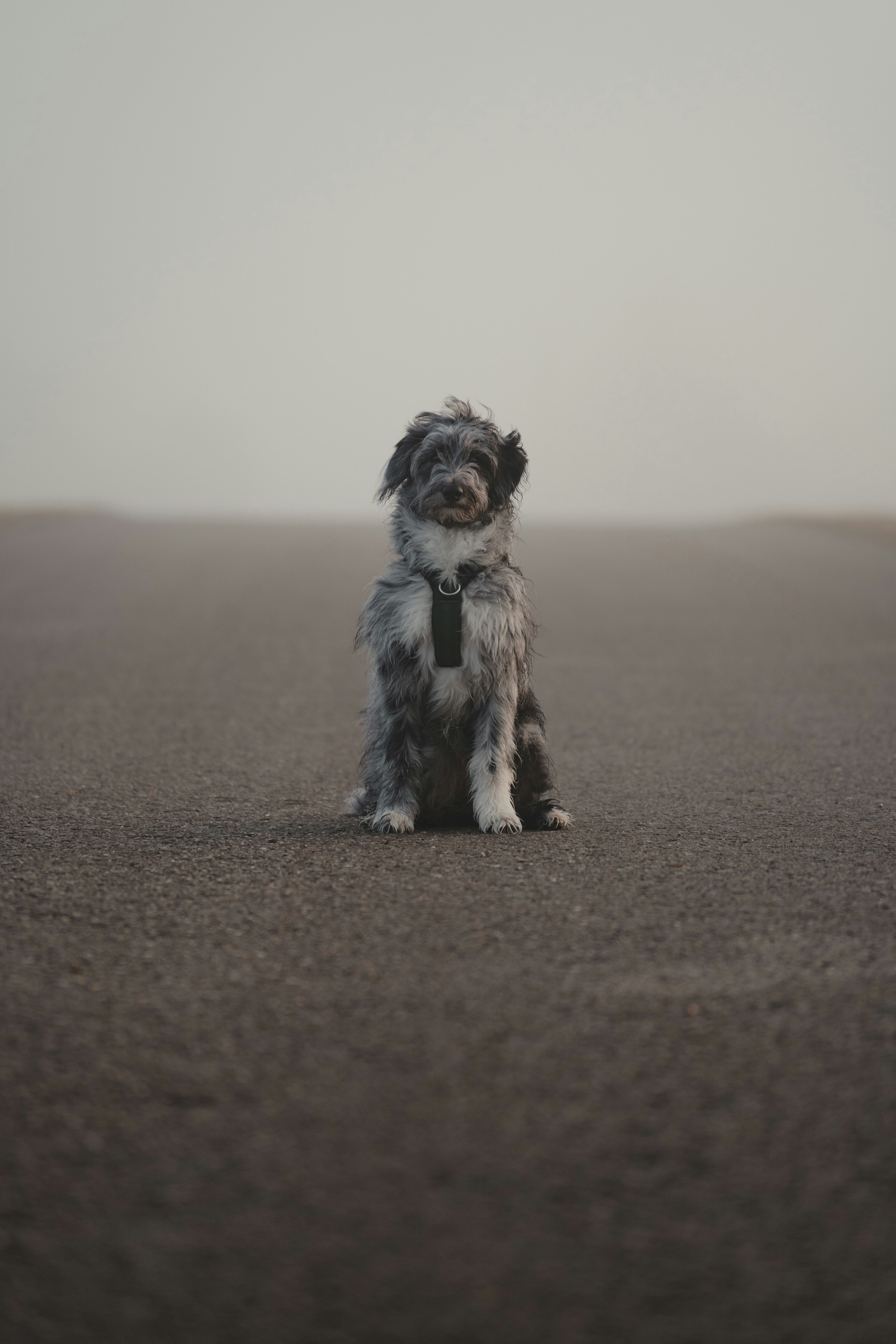 Un perro que está sentado en la arena