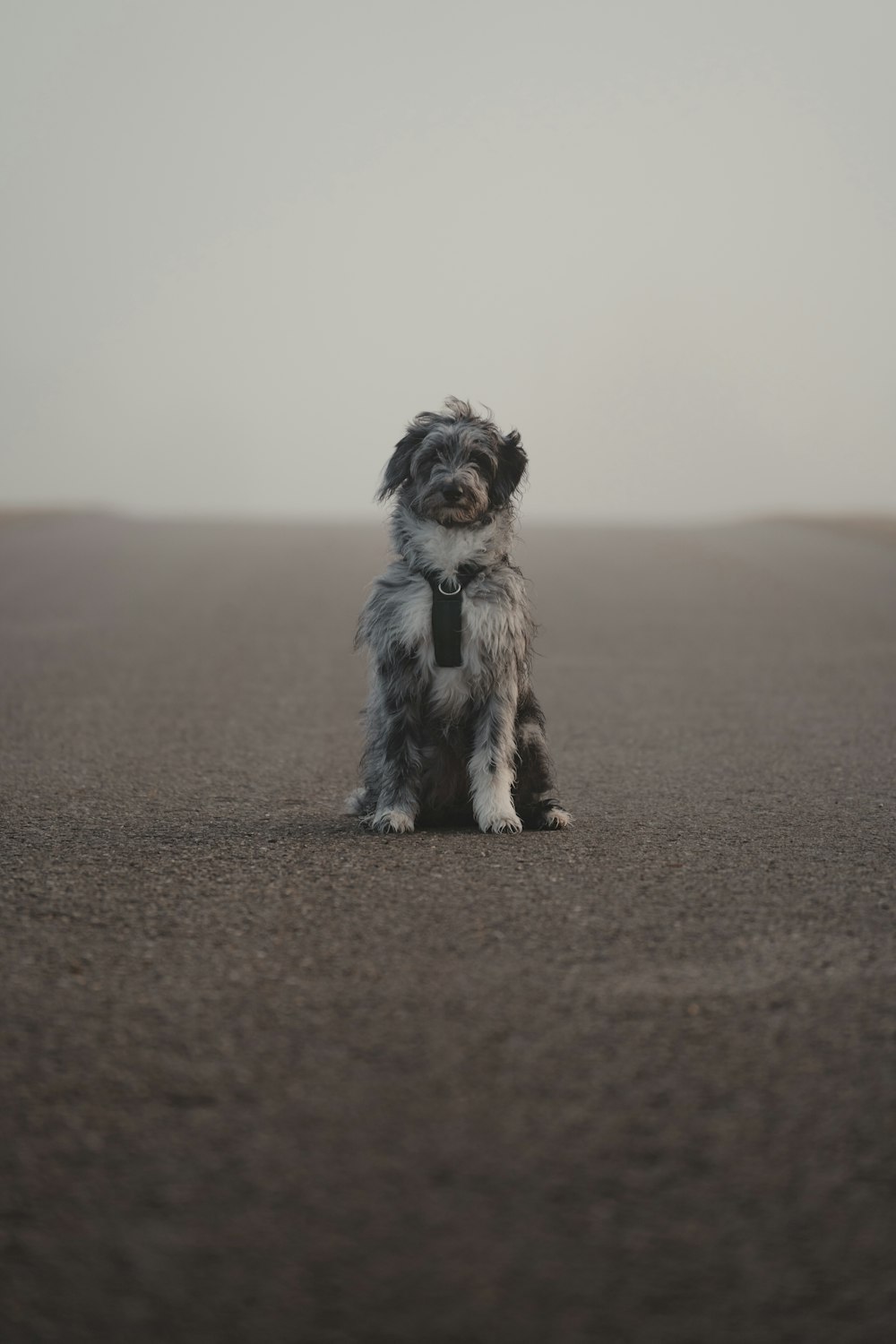a dog that is sitting down in the sand