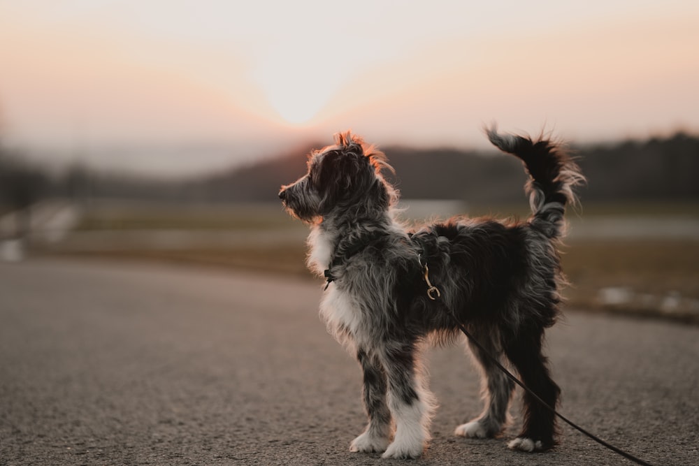 a dog standing on the side of a road