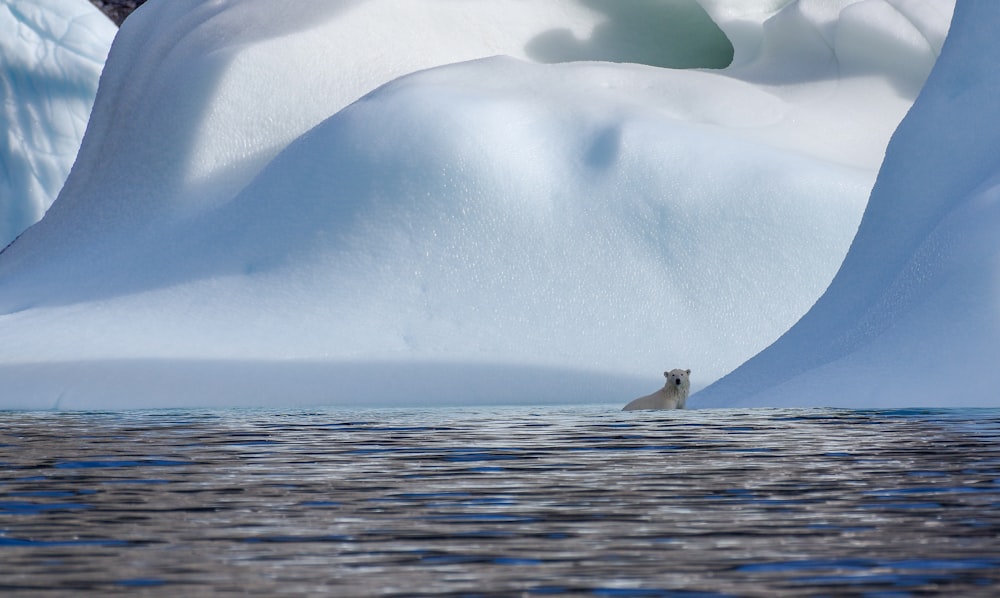 a polar bear swimming in a body of water