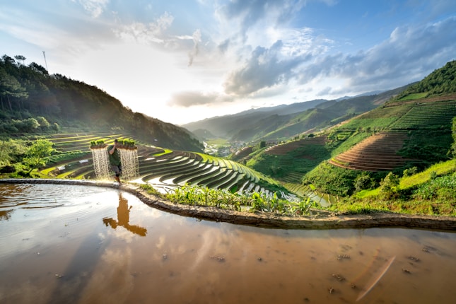 A vast landscape of terraced rice fields stretches across the rolling hills, reflecting shades of green in the lush growth. A farmer stands in the foreground, carrying two baskets filled with young rice plants balanced on a pole across the shoulders. The water in the terraces mirrors the bright sky and scattered clouds overhead, while the sun casts a warm glow over the scene.