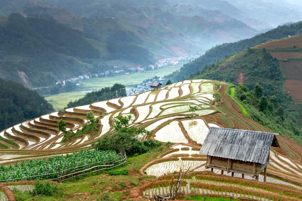 a rice field with a hut on top of it