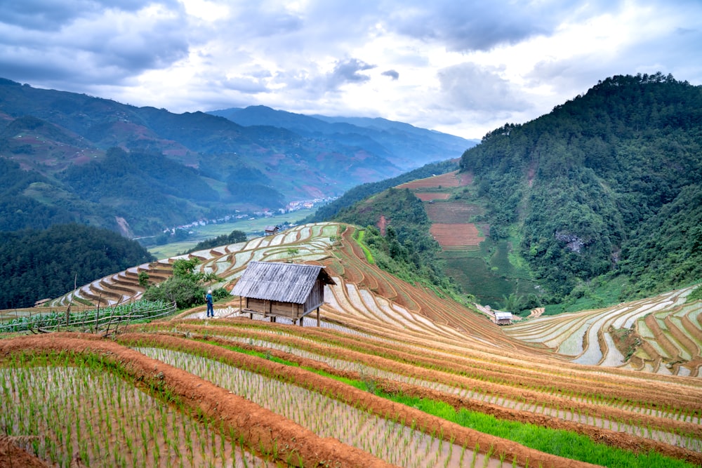 a hut in the middle of a rice field