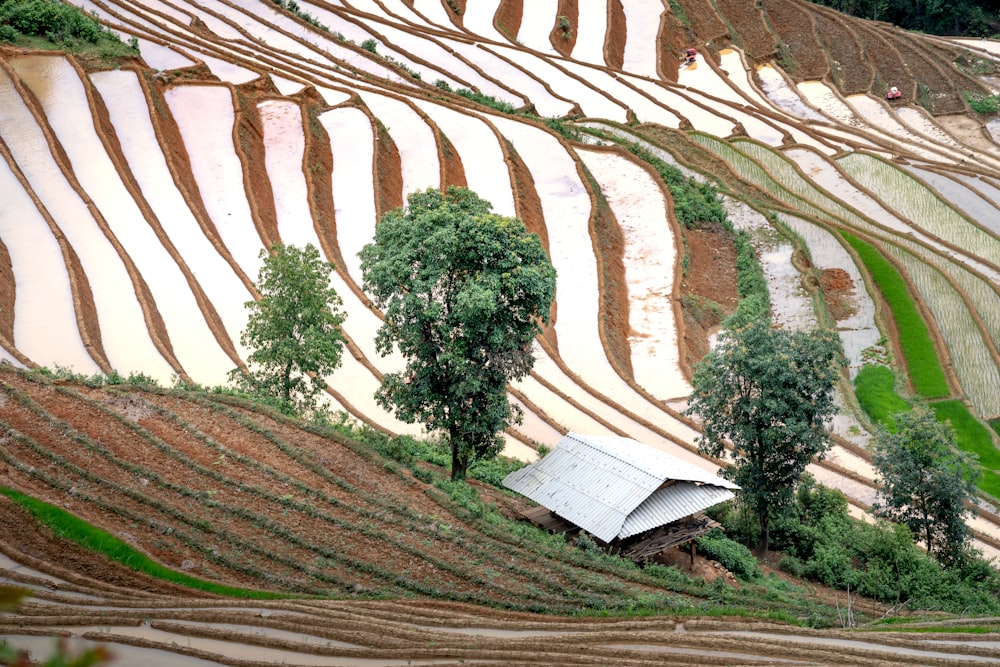 a group of rice terraces with a house in the middle