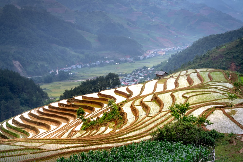 a view of a rice field in the mountains