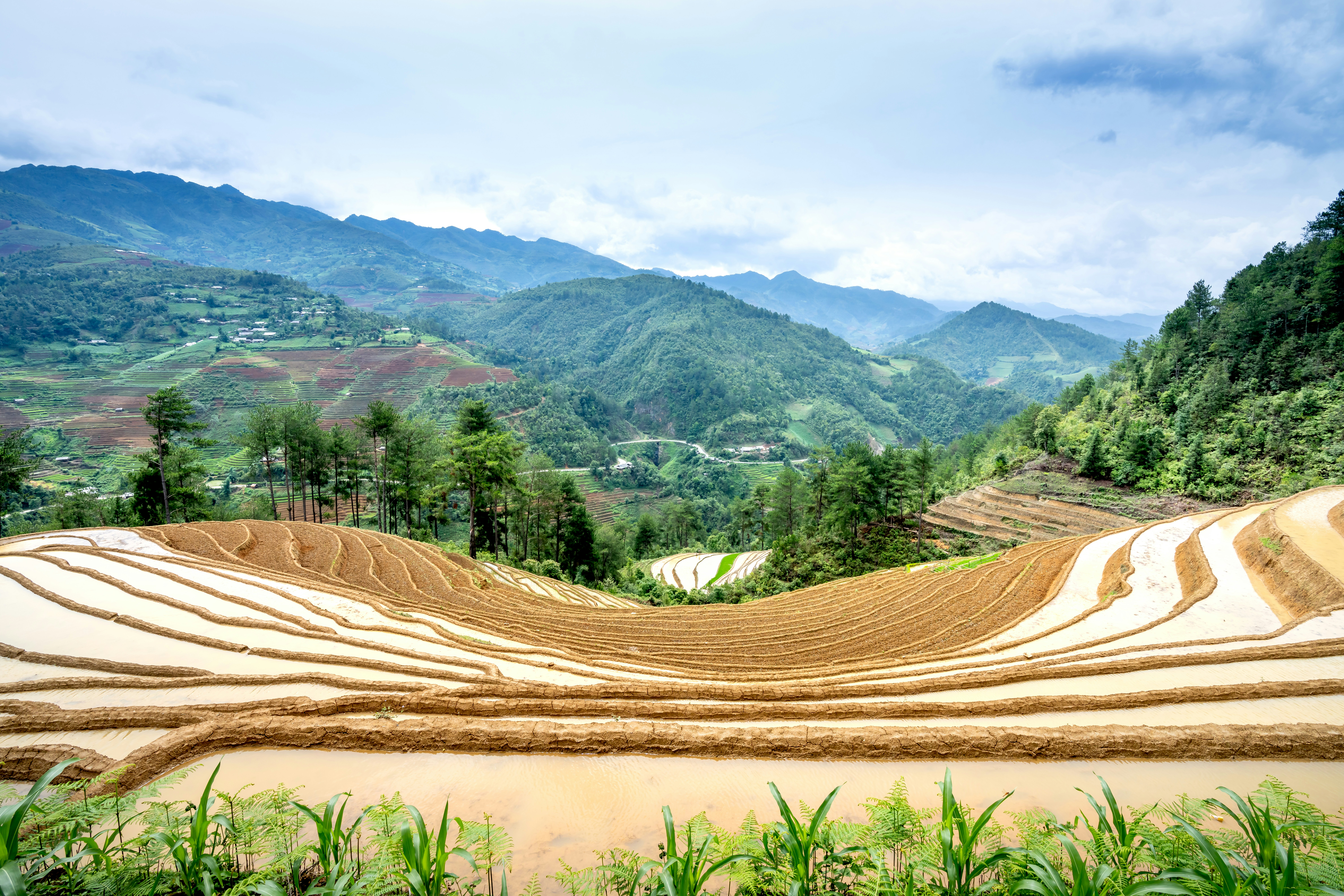 a view of a rice field with mountains in the background