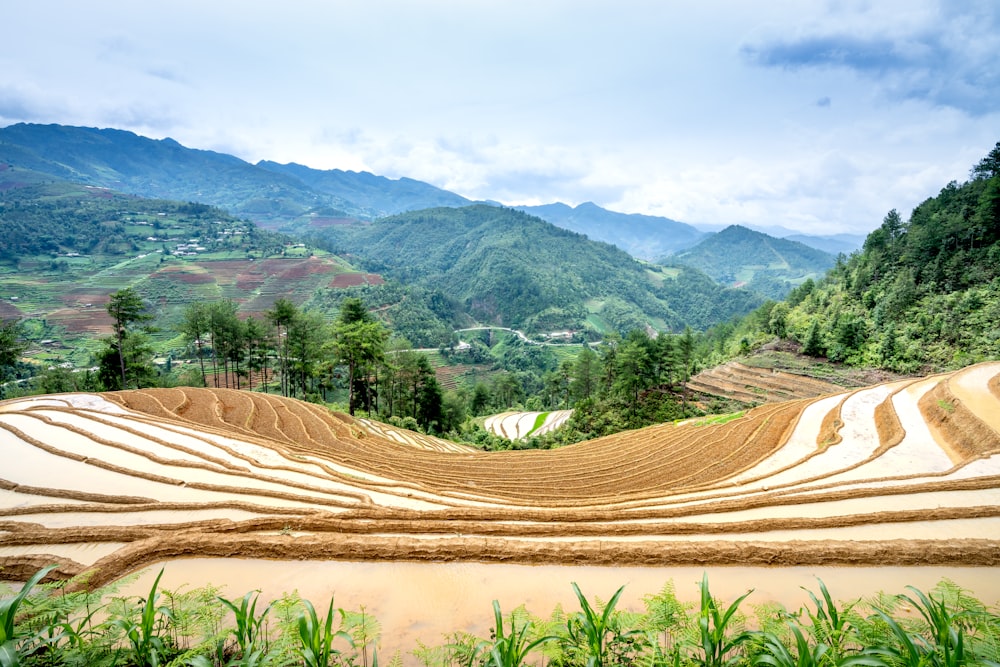 a view of a rice field with mountains in the background