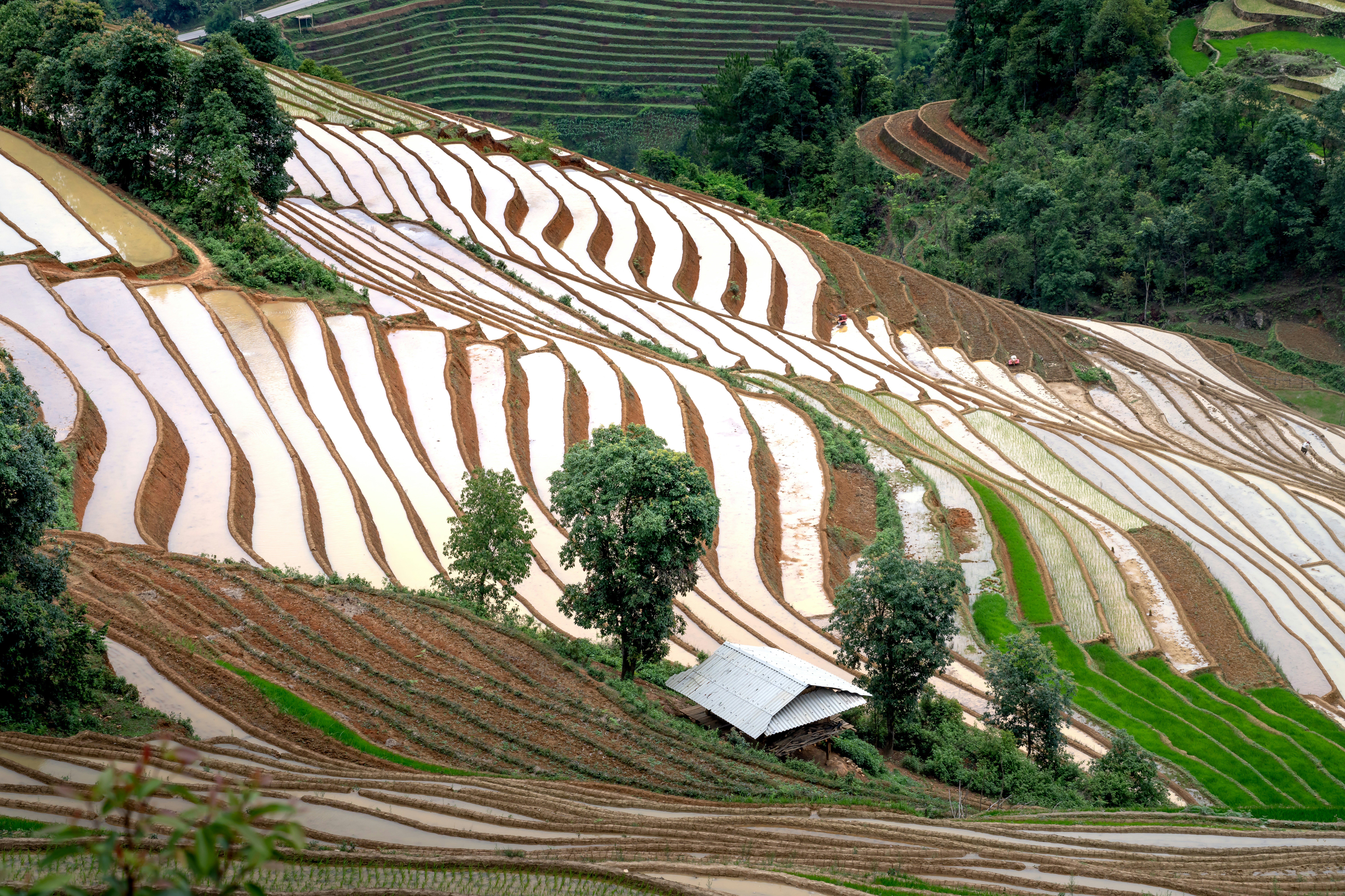How To Maximize Nopal Cactus Fruit Production?