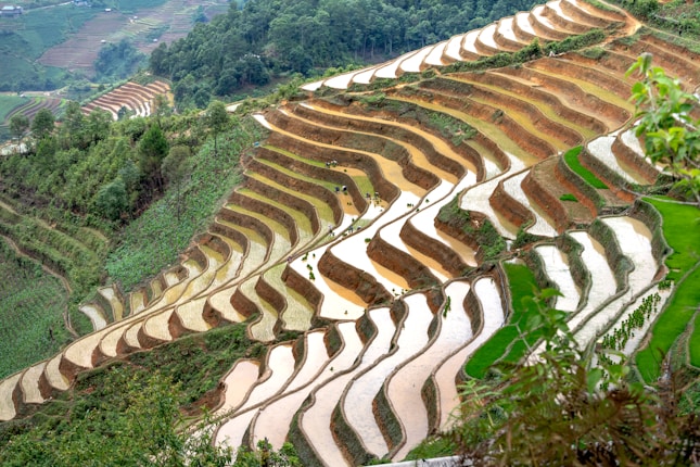 Terraced rice fields stretch across a hilly landscape, with layers of green and brown alternating to showcase the stages of farming. Water-filled paddies reflect the sky, creating a serene and harmonious natural pattern. Lush vegetation surrounds the terraces, adding to the lush environment.