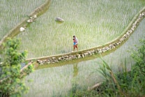 A person walks along a narrow path bordered with stones, cutting through lush green rice paddies. The fields are organized in neat rows, with a few rocks scattered among them. The surroundings are rich with greenery, and the person appears to be wearing a colorful outfit while carrying something on their back.