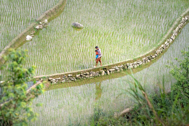 A person walks along a narrow path bordered with stones, cutting through lush green rice paddies. The fields are organized in neat rows, with a few rocks scattered among them. The surroundings are rich with greenery, and the person appears to be wearing a colorful outfit while carrying something on their back.