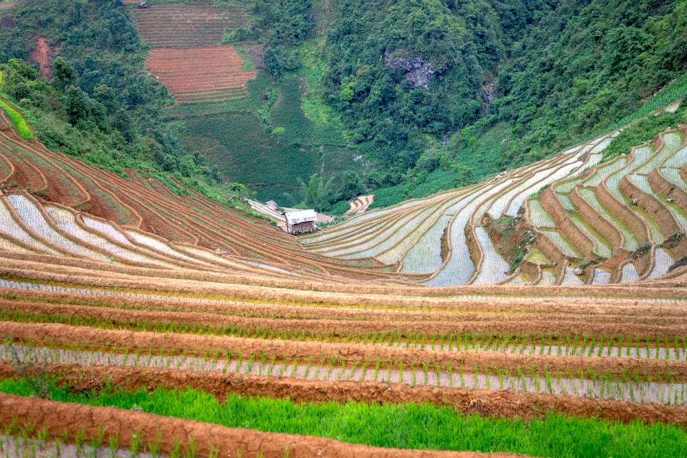 a view of a rice field in the mountains