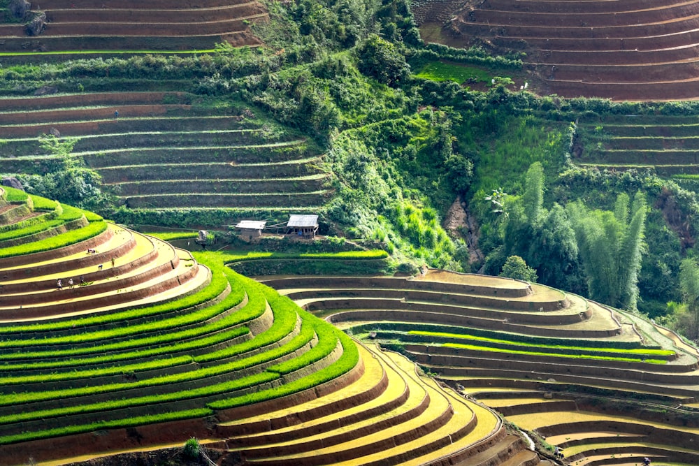 an aerial view of a terraced rice field