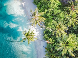 an aerial view of a tropical beach with palm trees