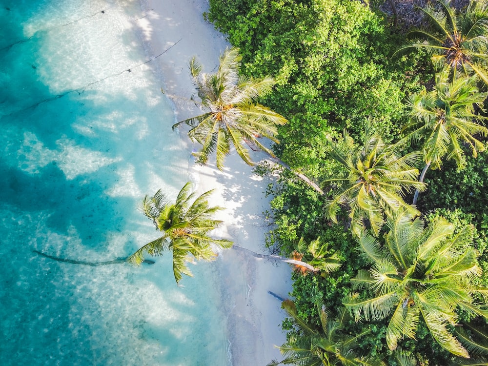 an aerial view of a tropical beach with palm trees