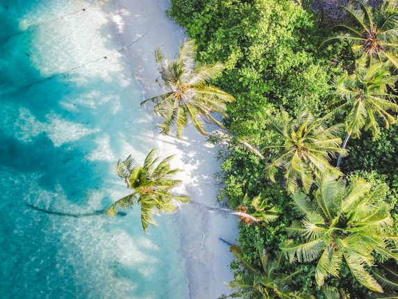 Aerial view of a tropical beach with vibrant turquoise water gently lapping against the white sandy shore. Tall, lush palm trees and dense green foliage line the beach, casting intricate shadows over the ground. The water transitions from light blue near the shore to a deeper blue further out.