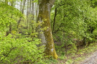 A lush, green forest with dense foliage. A large tree with a textured trunk stands prominently in the foreground, surrounded by vibrant leaves and undergrowth. Sunlight filters through the canopy, creating a serene and peaceful atmosphere.