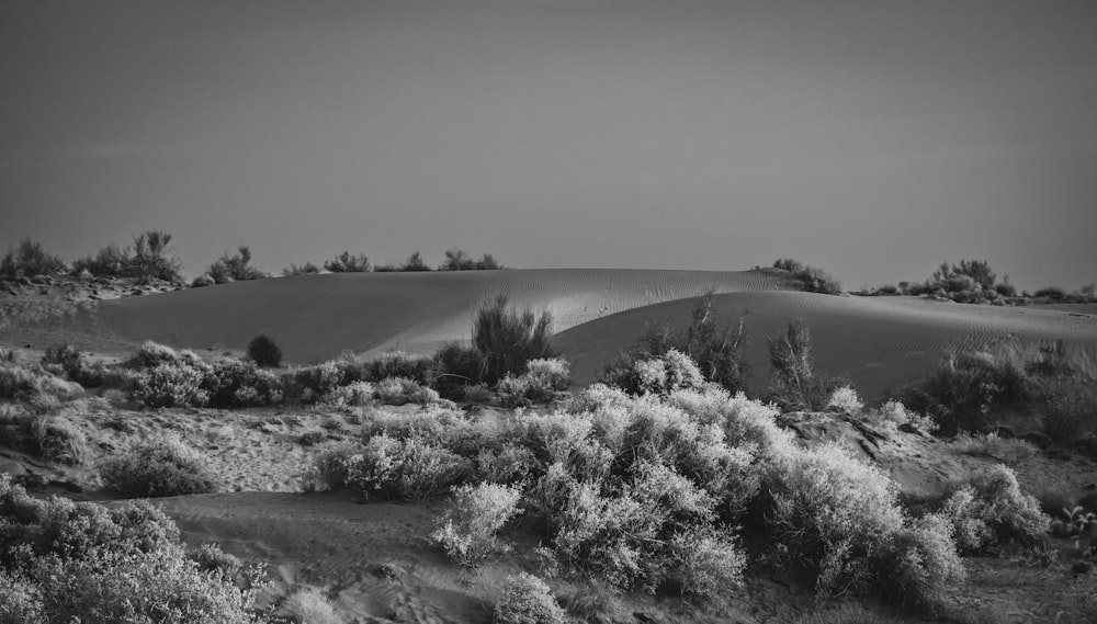 a black and white photo of a desert landscape