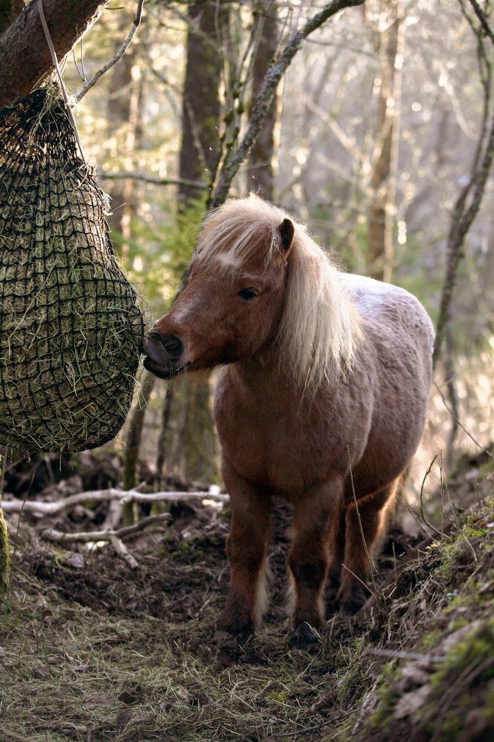 a small horse standing in a forest next to a tree