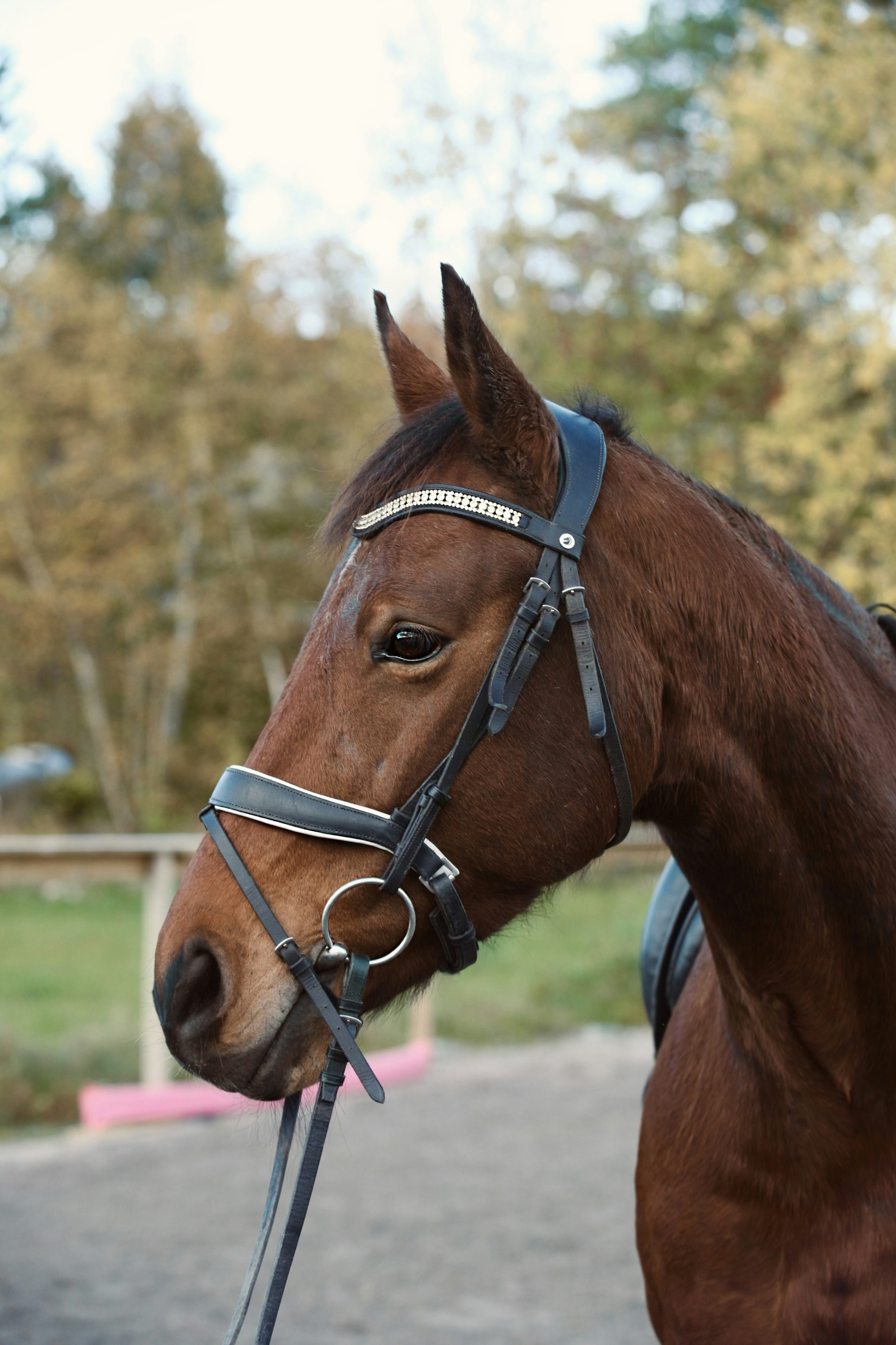 a brown horse with a bridle on it's head