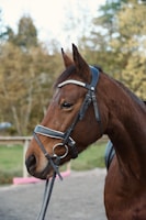 A close-up of horse bridle and saddle on a wooden fence.