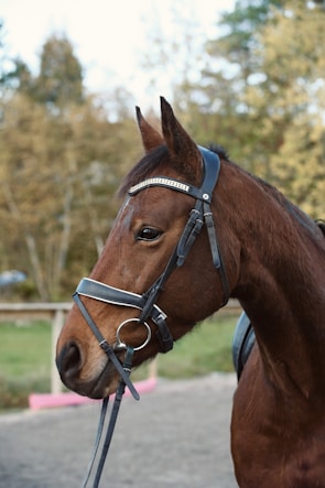 A close-up of horse bridle and saddle on a wooden fence.