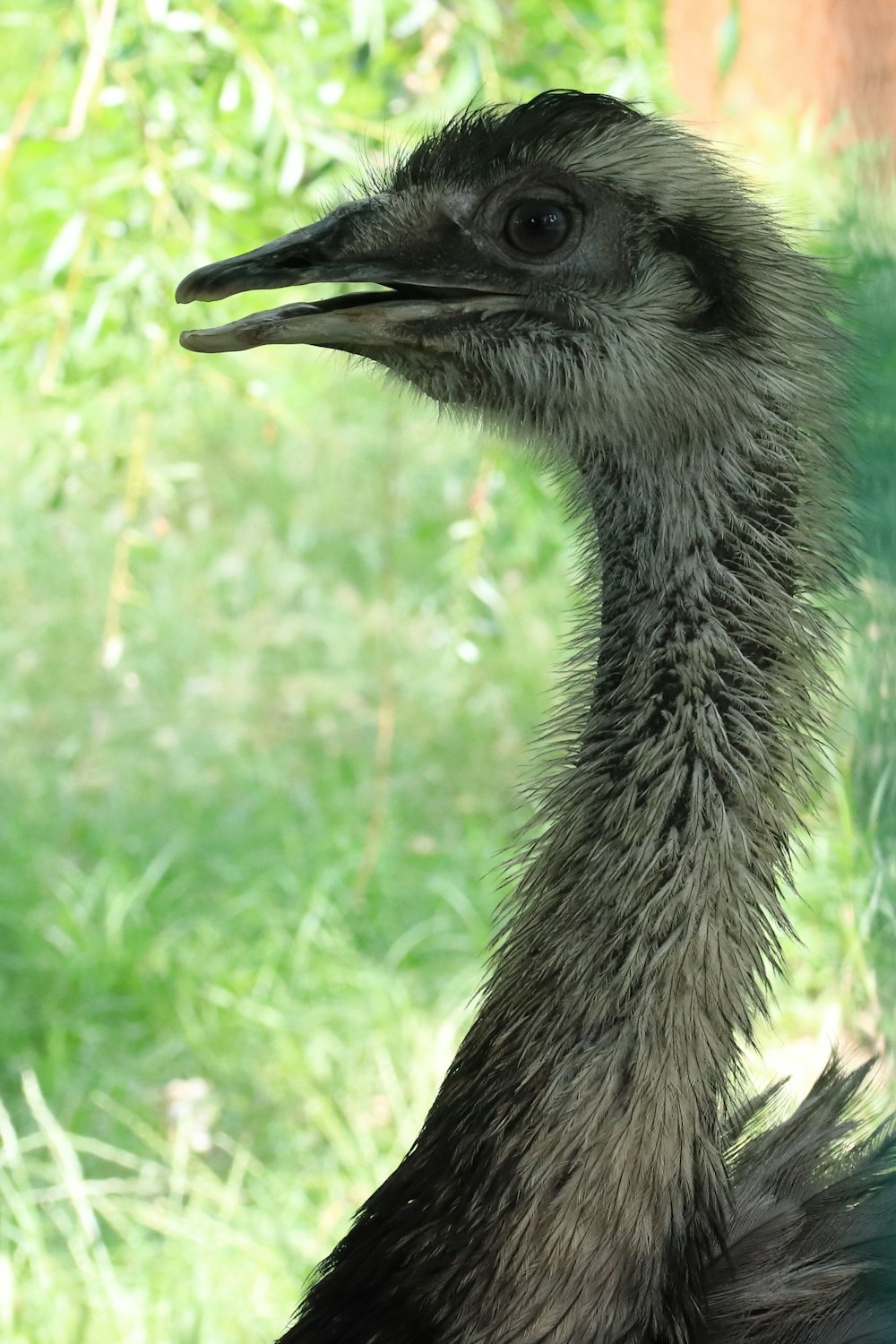 a close up of an ostrich in a field of grass