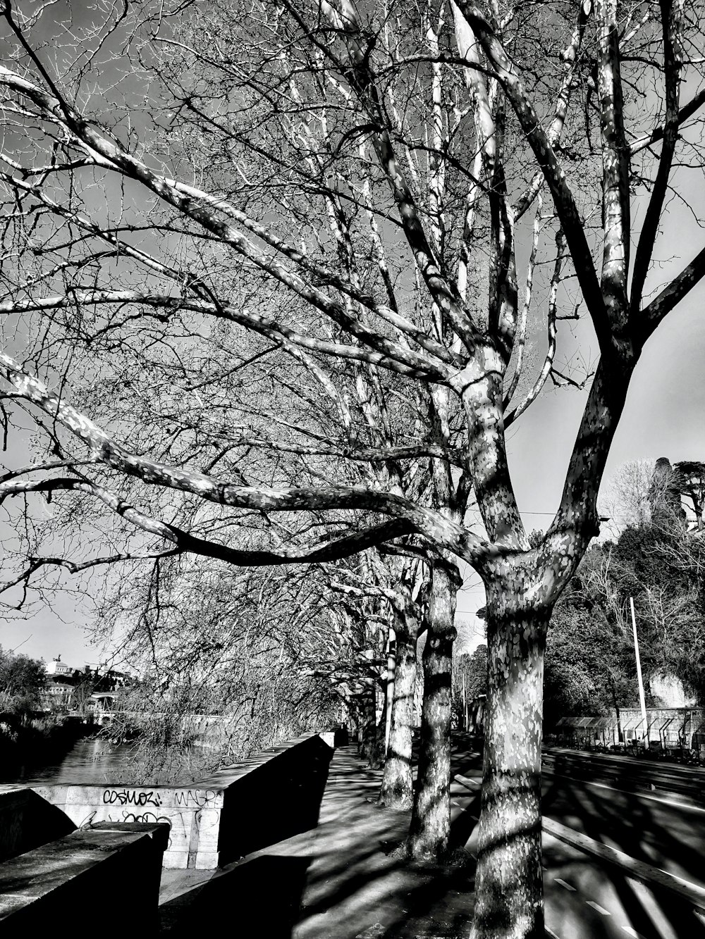 Una foto en blanco y negro de un árbol y bancos