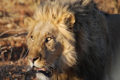 a close up of a lion in a field