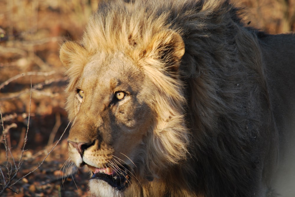 a close up of a lion in a field