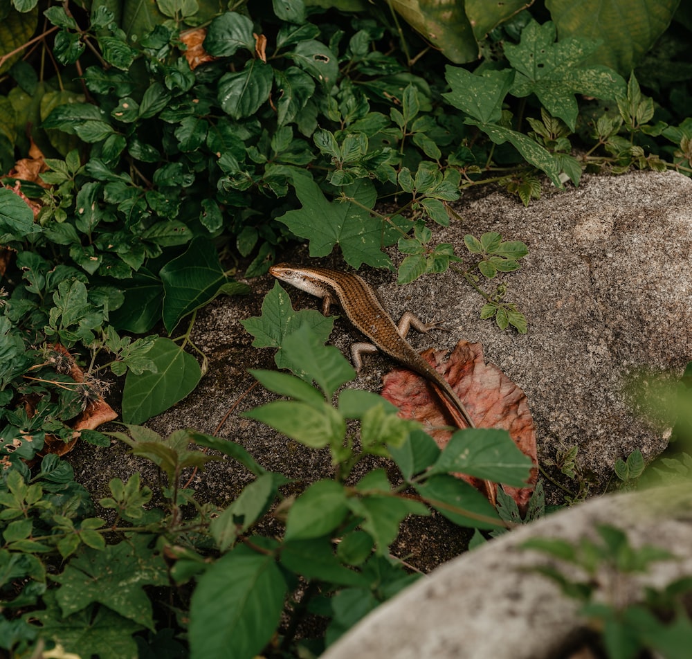 a lizard sitting on top of a rock in the grass