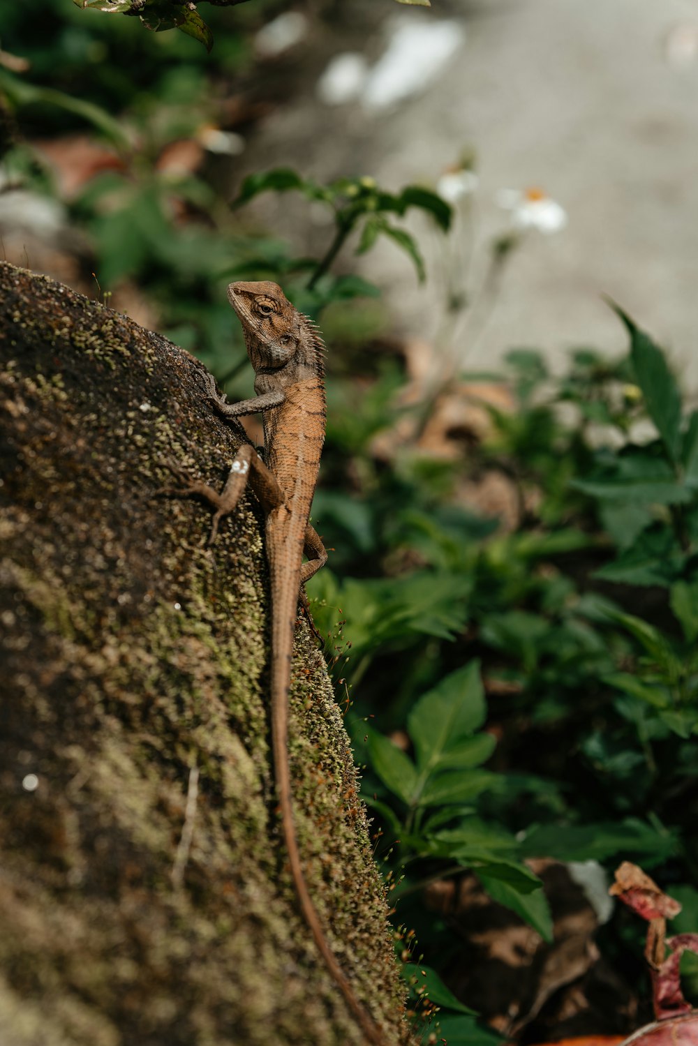 a lizard sitting on a rock in a garden