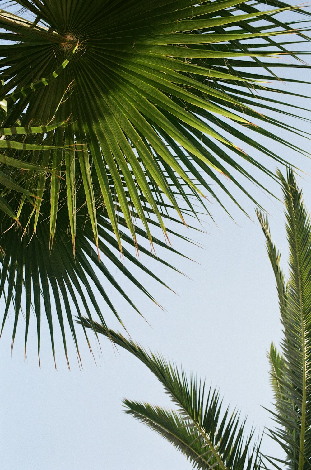 a bird perched on top of a palm tree