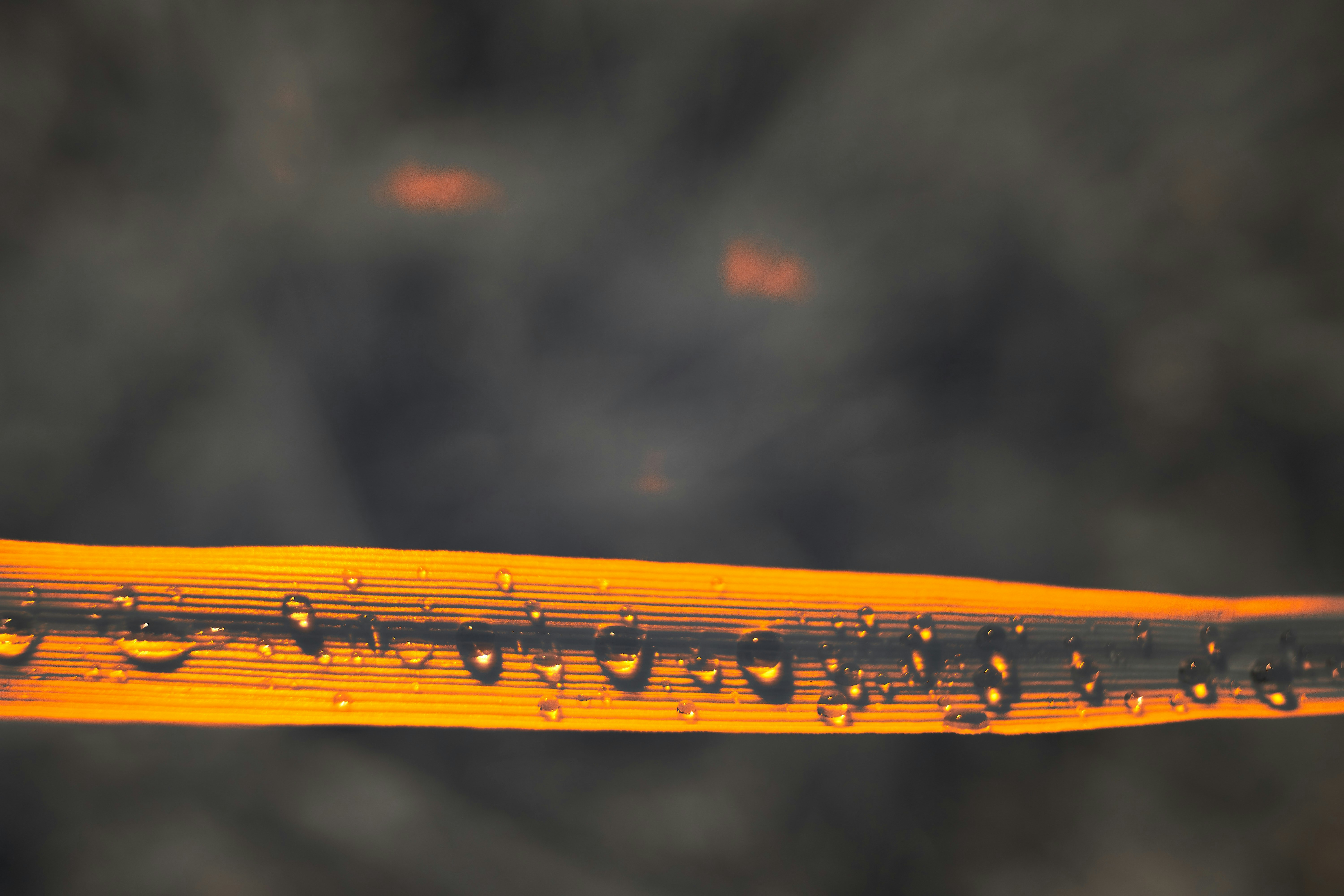 Photo by wolfgang_hasselmann