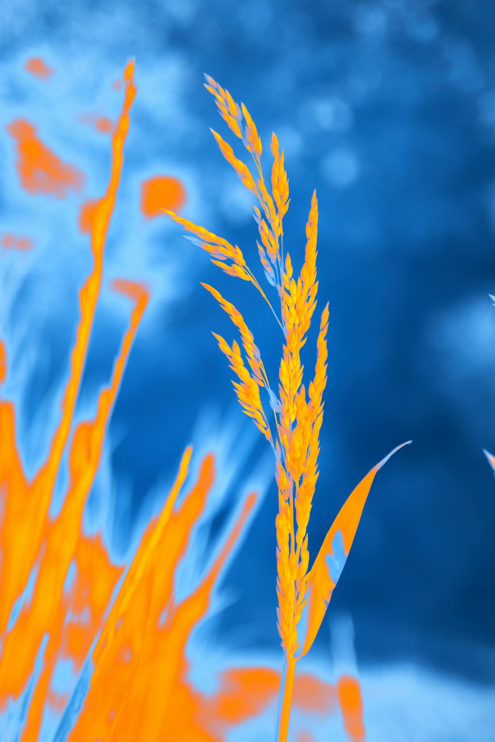 a close up of a plant with a blue sky in the background