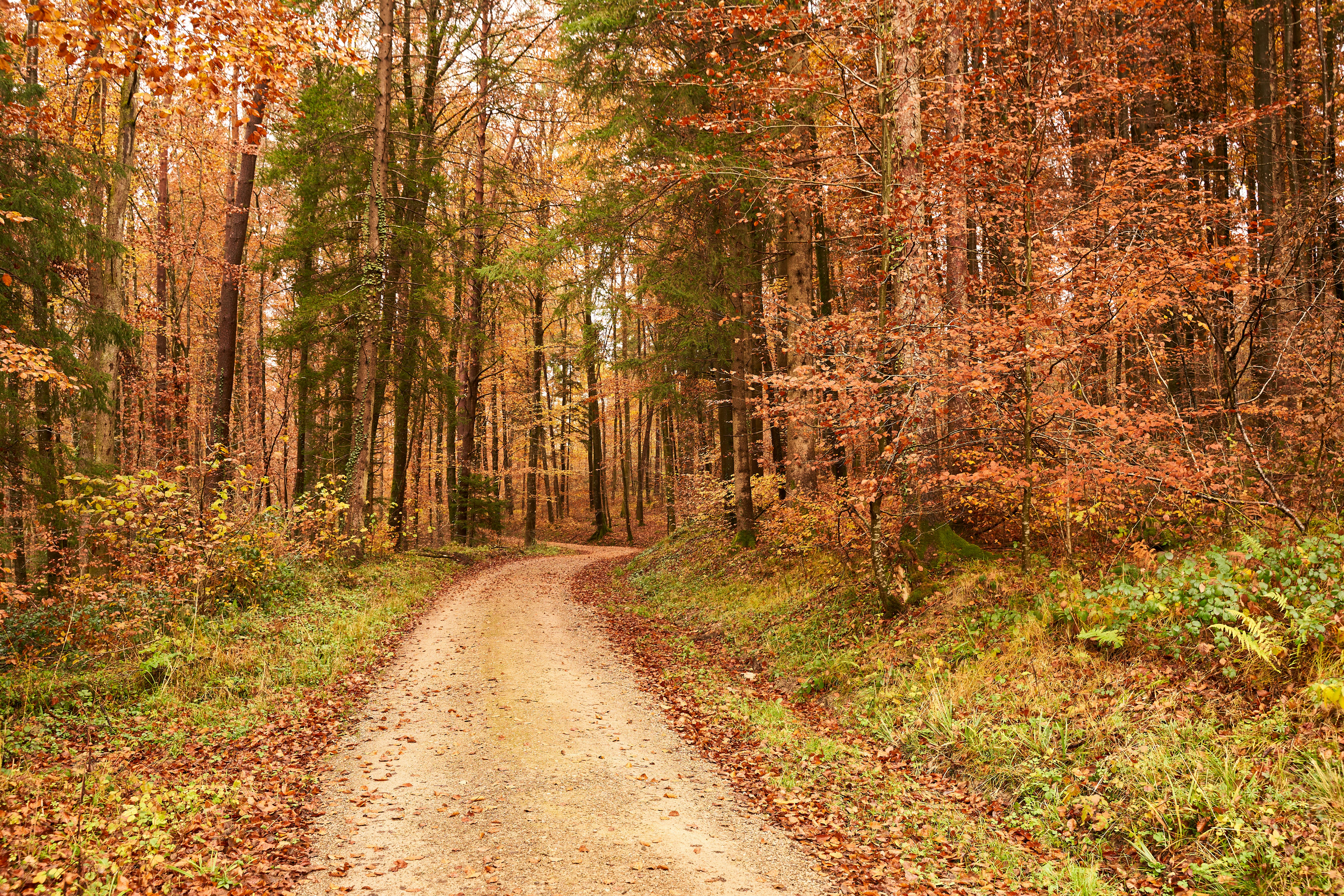 Photo by wolfgang_hasselmann