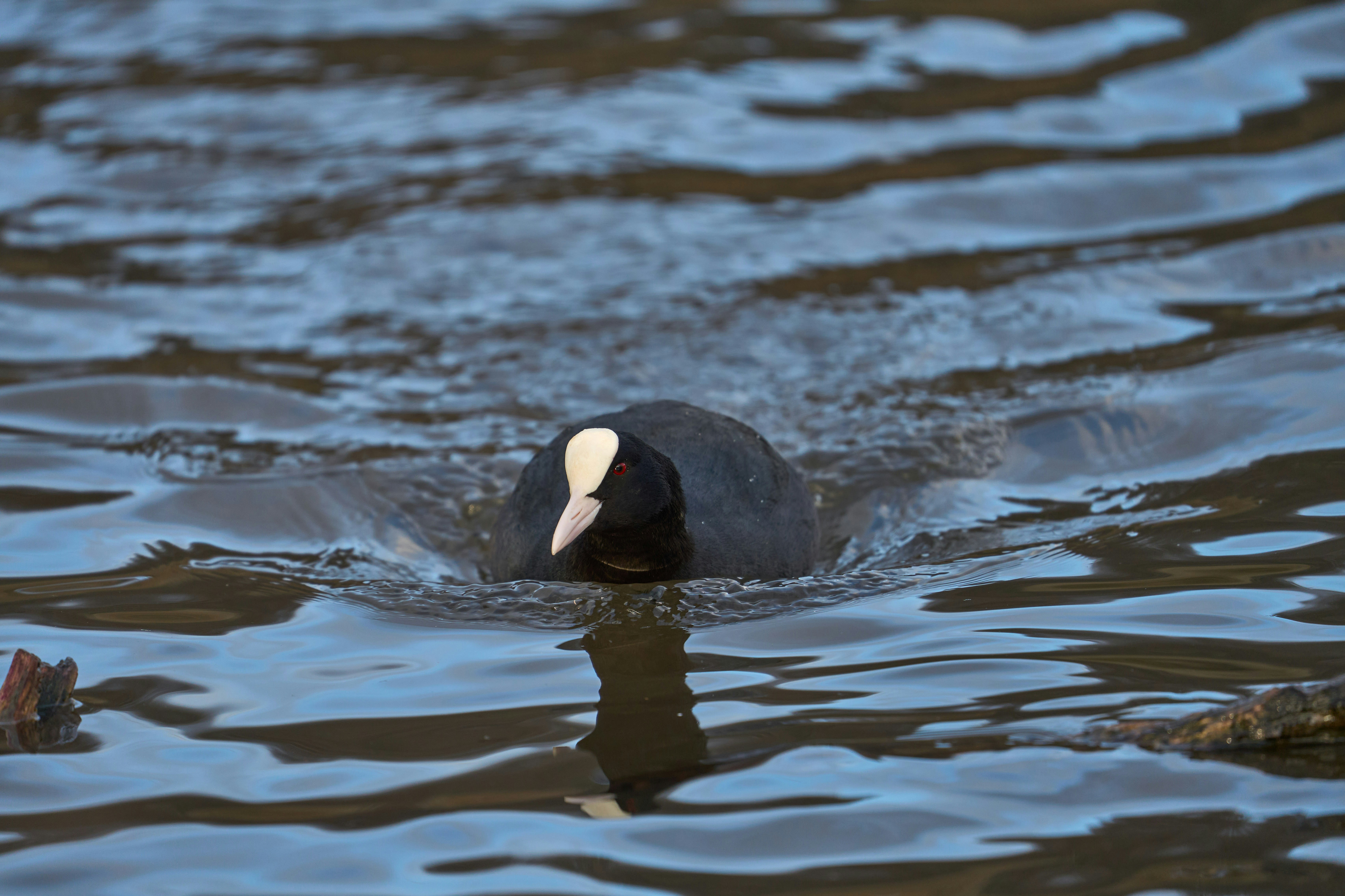 Photo by wolfgang_hasselmann