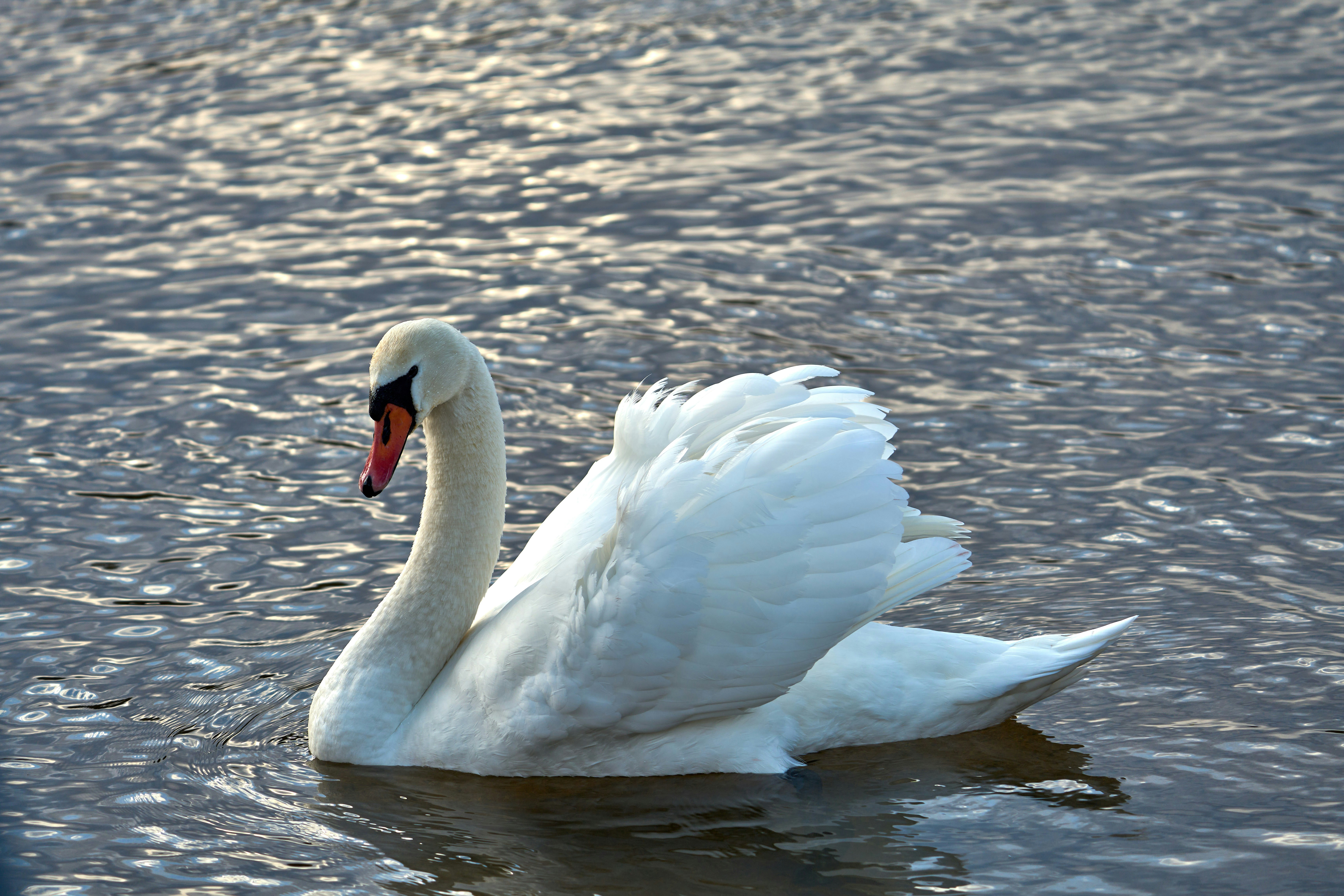 Photo by wolfgang_hasselmann