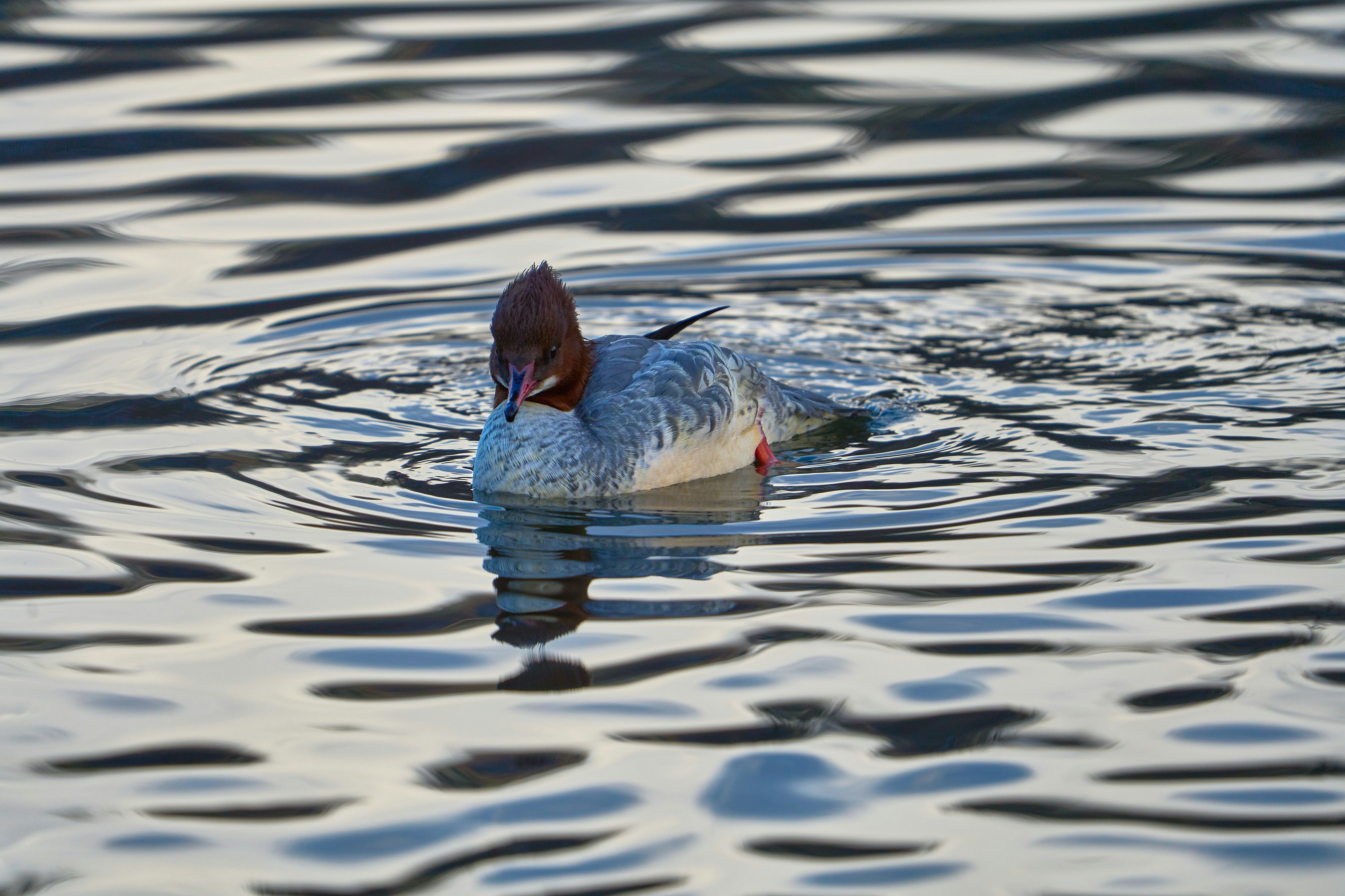 Photo by wolfgang_hasselmann