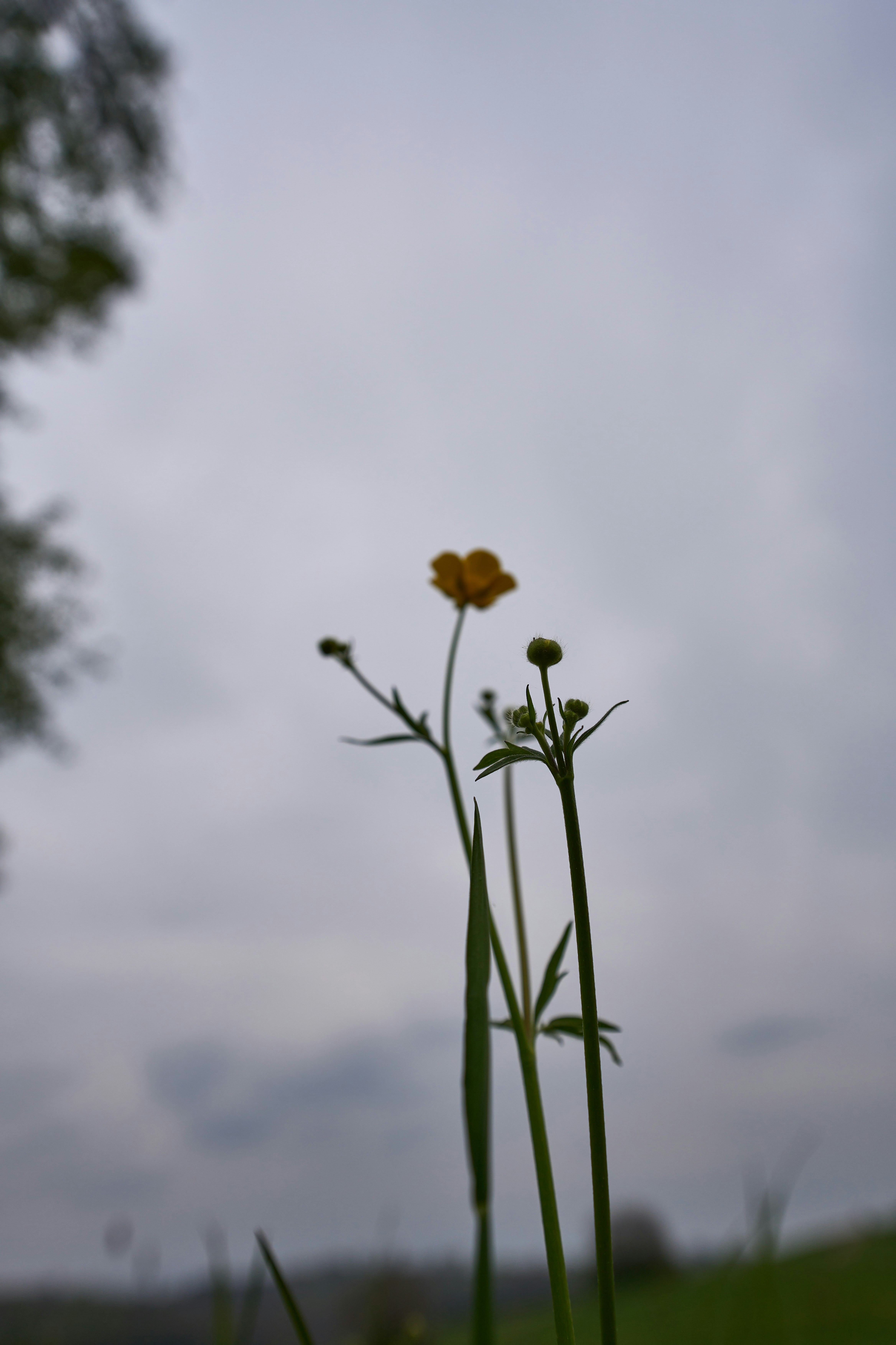 Photo by wolfgang_hasselmann