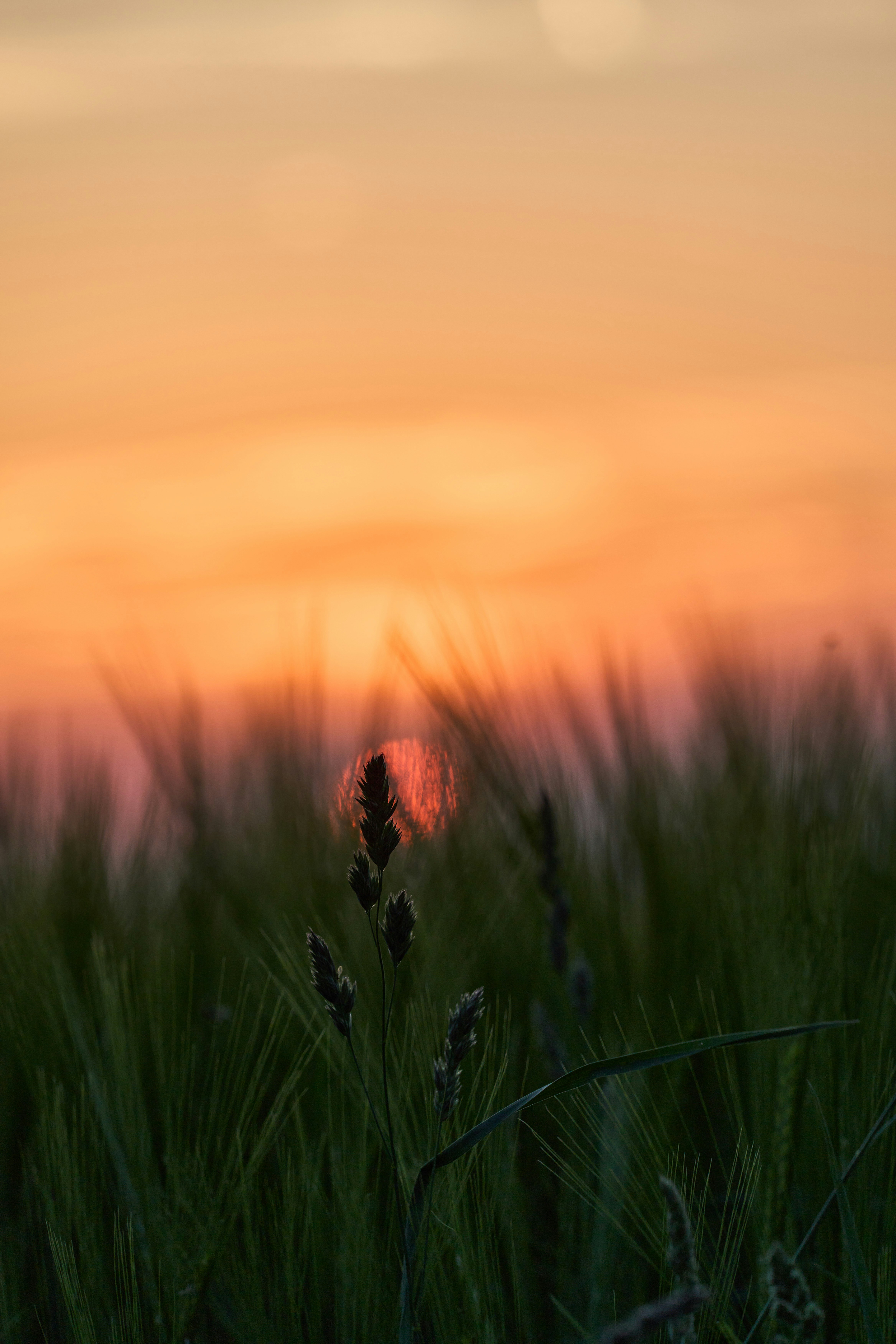 Photo by wolfgang_hasselmann