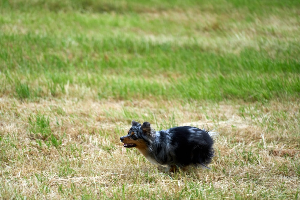 a small black and brown dog standing on top of a grass covered field