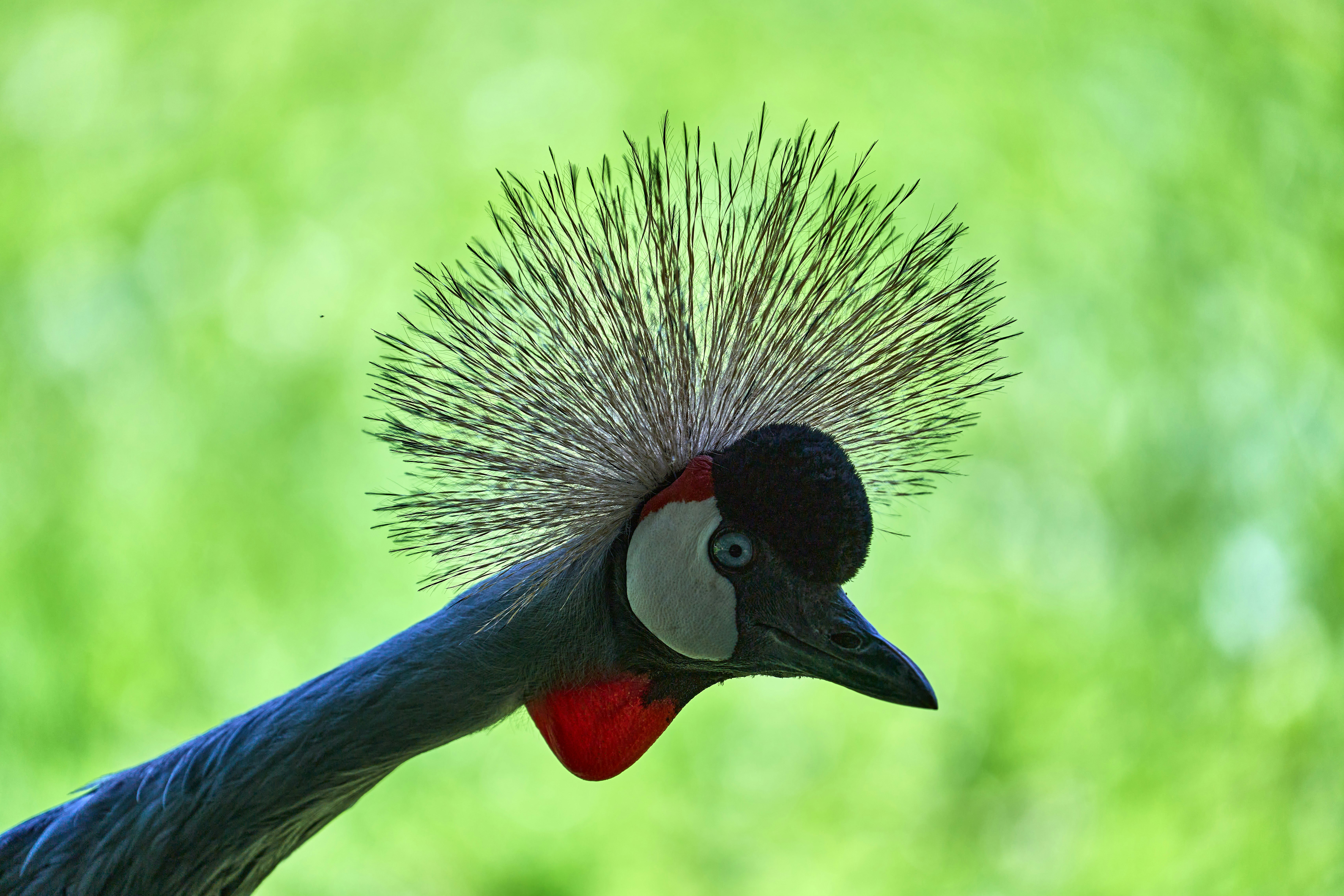 Photo by wolfgang_hasselmann