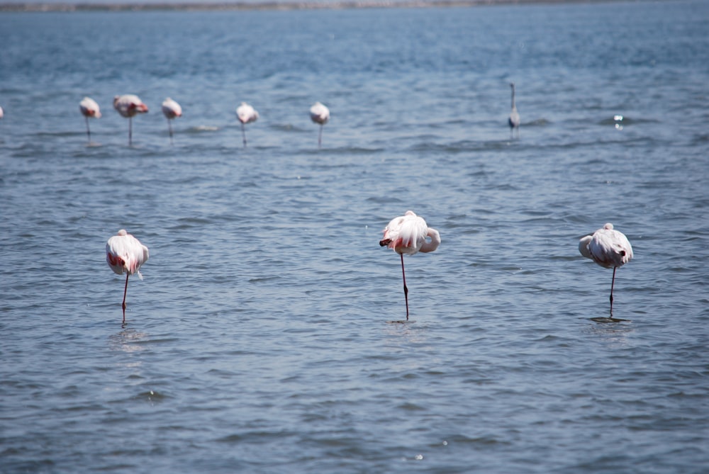 a group of birds standing in the water