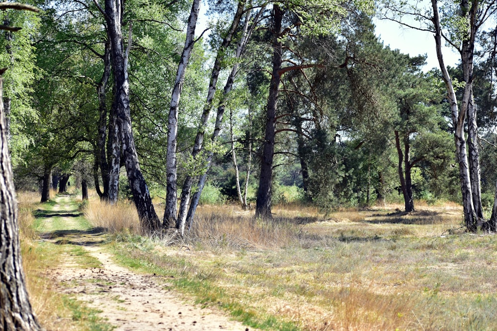 Un chemin de terre au milieu d’une forêt