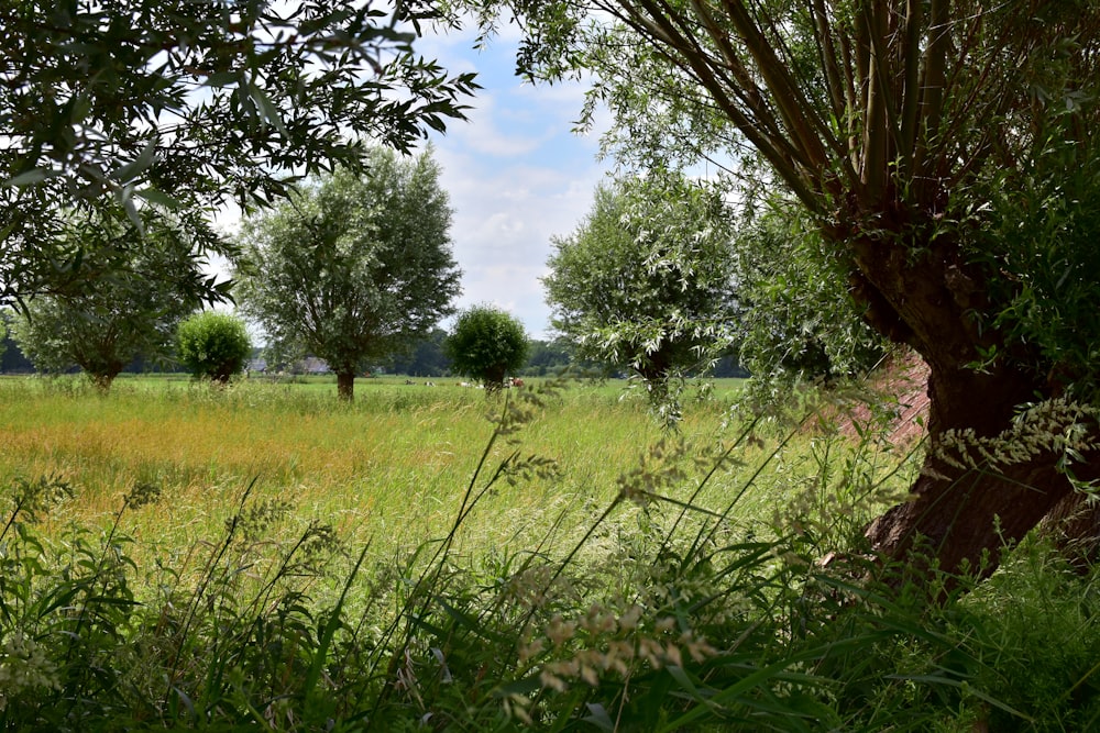 a grassy field with trees in the background